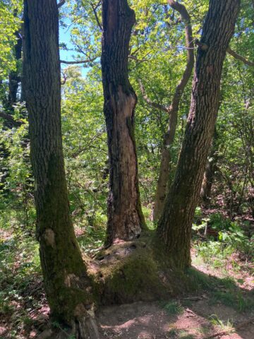 Blog - A természet öle