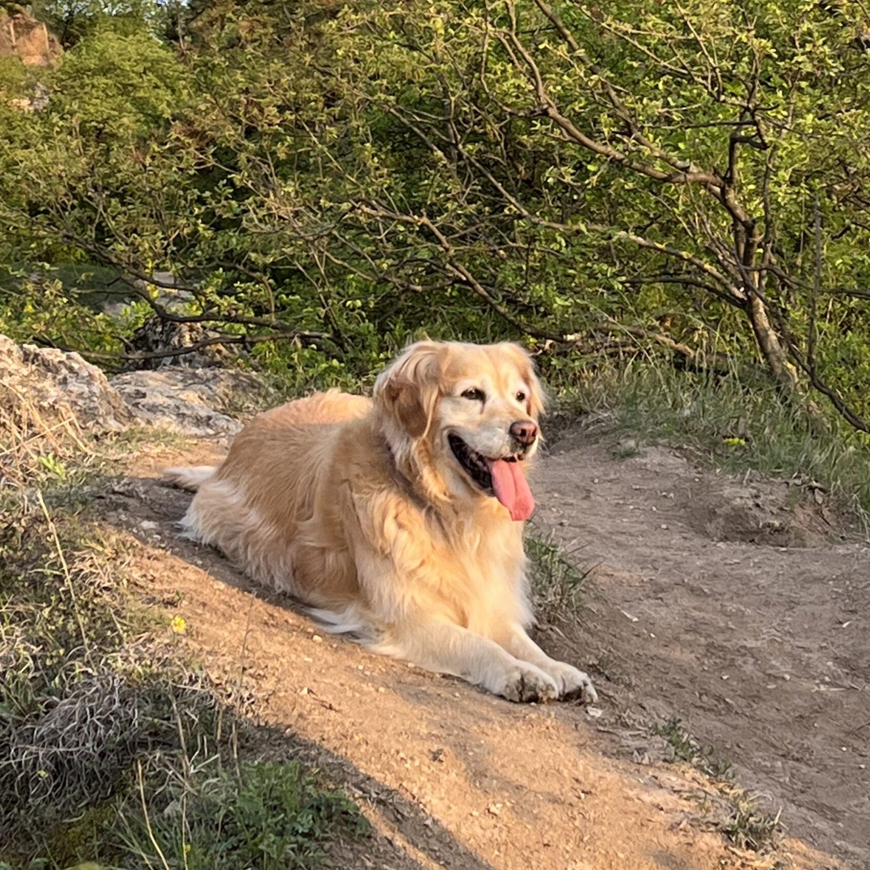 A biciklis írónő - Aranymedve
