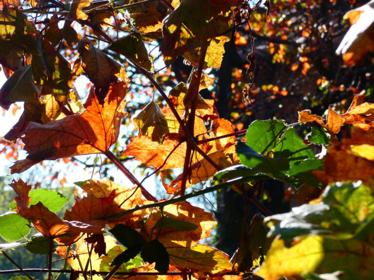 Piaci kör- és korkép – hangulatok II.