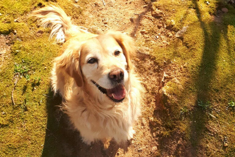 Aranymedve - A kőgyűjtő