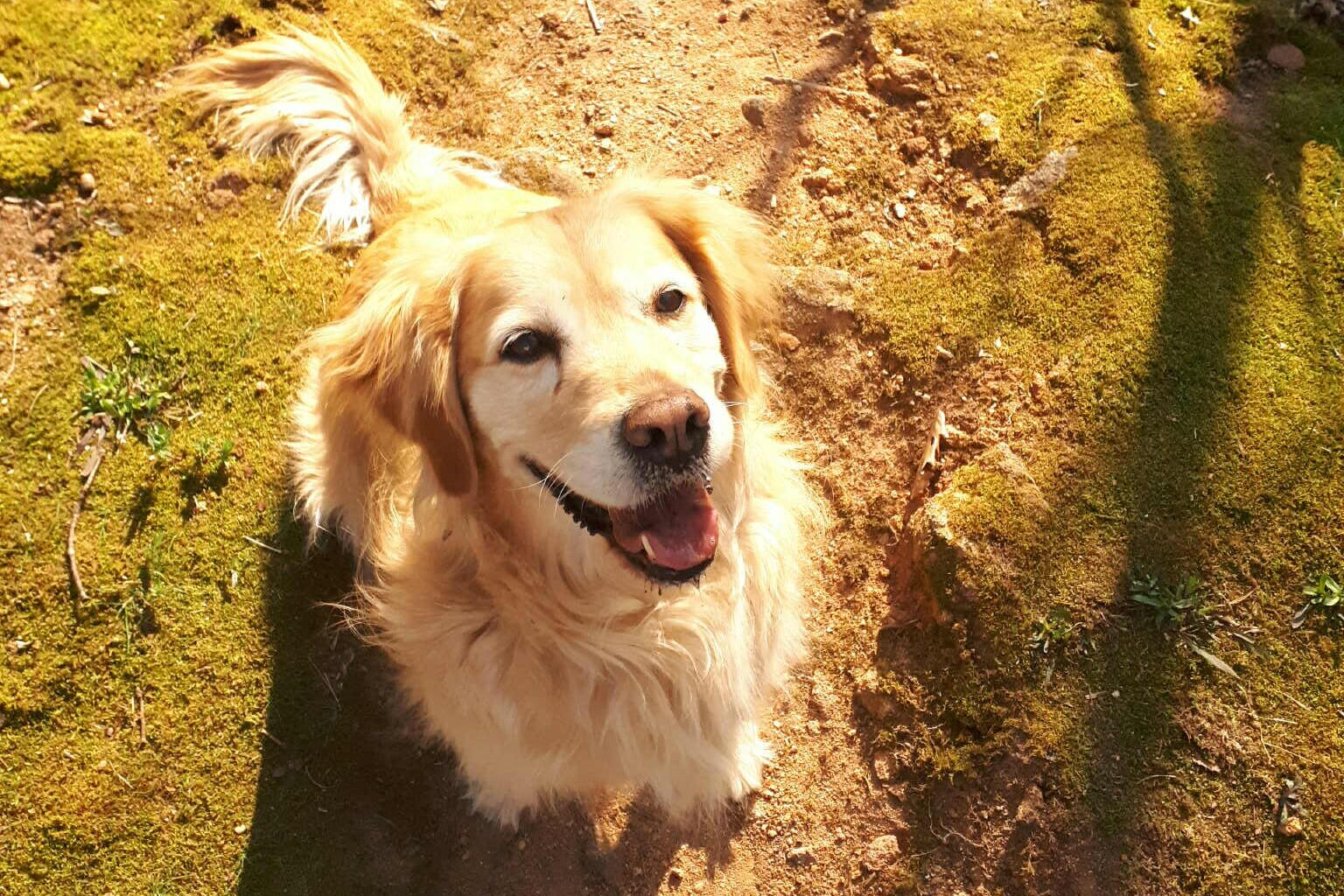 Aranymedve - A kőgyűjtő